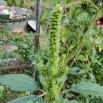 Amaranthus hybridusFlor