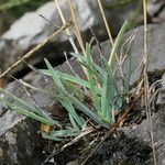 Helictochloa bromoides Libunga