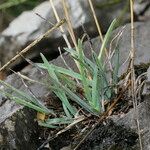 Helictochloa bromoides Hábito