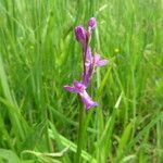Anacamptis palustris Flor