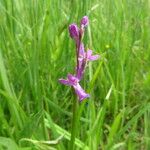 Anacamptis palustris Blomma