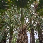 Sabal maritima Hostoa