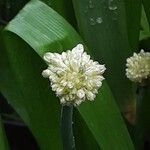 Allium paradoxum Цветок