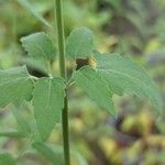 Agastache rupestris Deilen