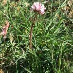 Valeriana tuberosa Elinympäristö