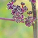 Chenopodium quinoa Flor