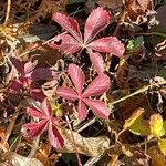 Potentilla simplex Leaf