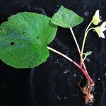 Begonia picta Агульны выгляд