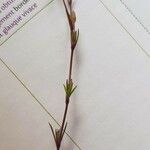 Sabulina tenuifolia Лист