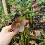 Helleborus orientalisFlor