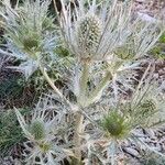 Eryngium spinalbaЦветок