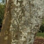 Platanus mexicana Кара