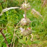 Salvia mellifera Žiedas