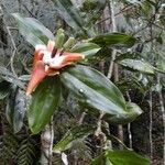 Freycinetia verruculosa Habit
