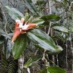 Freycinetia verruculosa