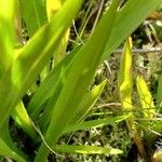 Spiranthes romanzoffiana Leaf