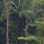 Oenocarpus bataua Hàbitat