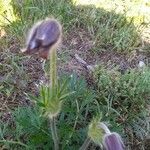 Anemone montana Kvet