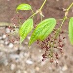 Acer calcaratum পাতা