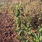 Meiosperma bracteatum Φύλλο