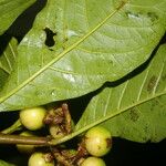 Solanum rovirosanum Ліст