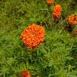 Tagetes erectaBlüte