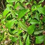 Psychotria nervosaLeaf