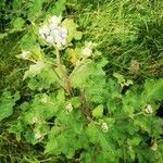 Arctium tomentosum 果実