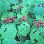 Viburnum lantanoides Fruit