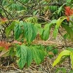 Mussaenda erythrophylla Листок