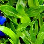 Gentiana acaulis Folio