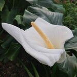 Zantedeschia aethiopica Flower