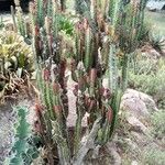 Euphorbia trigona Hostoa
