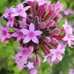 Pentas lanceolata Õis