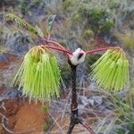 Cunonia macrophylla Λουλούδι