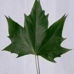 Platanus x hispanica その他の提案