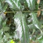 Berberis aquifolium Leaf