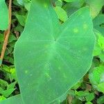 Colocasia esculentaLeht