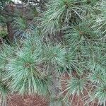 Pinus strobus ᱥᱟᱠᱟᱢ