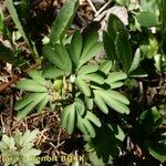 Corydalis intermedia Elinympäristö