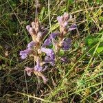 Orobanche purpurea Bloem