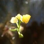 Utricularia stellaris Λουλούδι