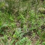 Lysimachia vulgaris Staniste