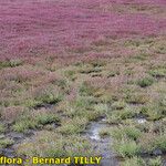 Salicornia procumbens Характер