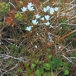 Saxifraga granulata 整株植物