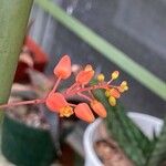 Aloe descoingsii Blomst