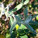 Helichrysum revolutum