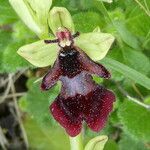 Ophrys insectifera 花