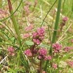 Galium saxatile Fruit