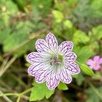 Geranium versicolor Цветок
